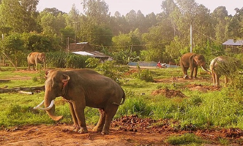 Ajustement du projet de conservation des éléphants au Vietnam pour la période 2013 - 2020